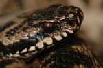 Adder (Vipera berus) RL KW , Veluwe